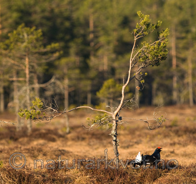 BB 08 0117 / Tetrao tetrix / Orrfugl